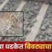 दुर्देवी….! सोलापूरच्या दिशेने जाणाऱ्या एक्सप्रेस रेल्वेने बिबट्याला उडवले; घटनेत बिबट्याचा अंत, दौंड तालुक्यातील यवत येथील घटना