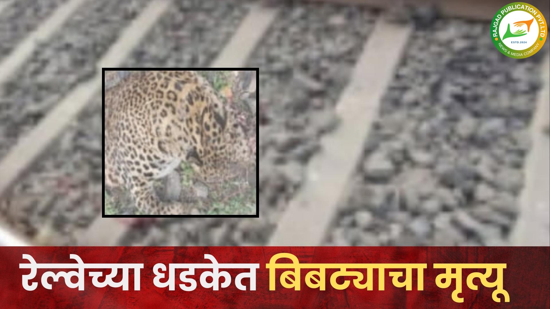 दुर्देवी….! सोलापूरच्या दिशेने जाणाऱ्या एक्सप्रेस रेल्वेने बिबट्याला उडवले; घटनेत बिबट्याचा अंत, दौंड तालुक्यातील यवत येथील घटना