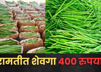 अबब…….! बारामतीतील गणेश मार्केटमध्ये शेवग्याच्या शेंगीचा दर ४०० रुपये किलो; ग्राहकांनी शेवगा खरेदीकडे फिरवली पाठ