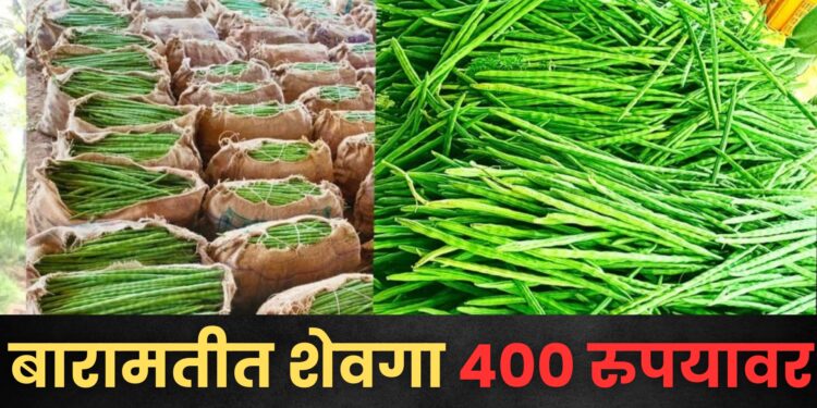 अबब…….! बारामतीतील गणेश मार्केटमध्ये शेवग्याच्या शेंगीचा दर ४०० रुपये किलो; ग्राहकांनी शेवगा खरेदीकडे फिरवली पाठ