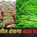 अबब…….! बारामतीतील गणेश मार्केटमध्ये शेवग्याच्या शेंगीचा दर ४०० रुपये किलो; ग्राहकांनी शेवगा खरेदीकडे फिरवली पाठ