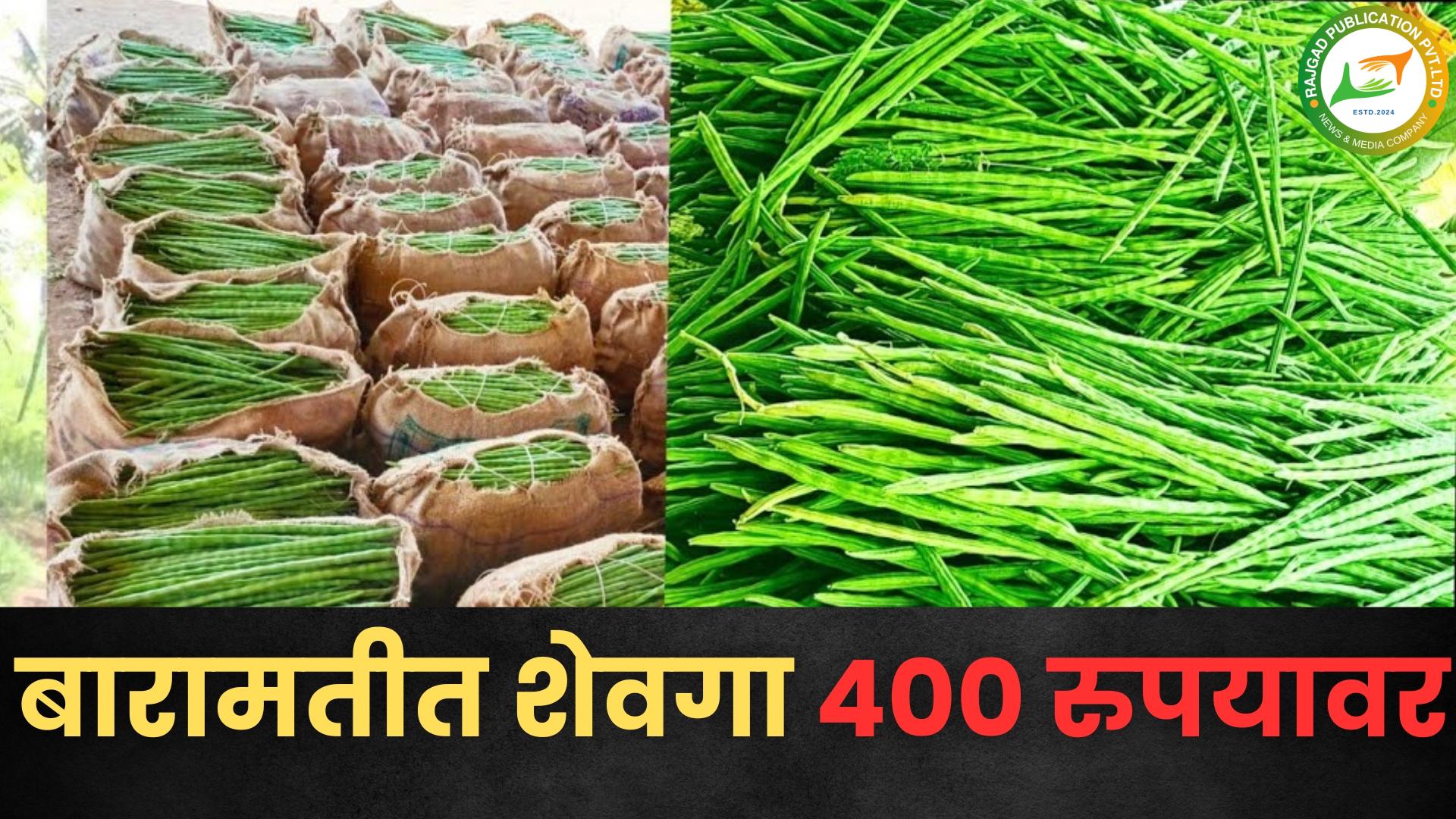 अबब…….! बारामतीतील गणेश मार्केटमध्ये शेवग्याच्या शेंगीचा दर ४०० रुपये किलो; ग्राहकांनी शेवगा खरेदीकडे फिरवली पाठ