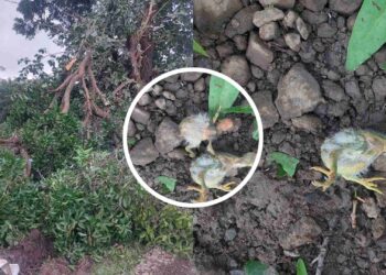 बेकायदेशीर वृक्षतोड केल्याने पक्ष्यांचा मृत्यू, प्रशासनाविरोधात पर्यावरणप्रेमींचा संताप तर कारवाईची मागणी