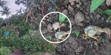 बेकायदेशीर वृक्षतोड केल्याने पक्ष्यांचा मृत्यू, प्रशासनाविरोधात पर्यावरणप्रेमींचा संताप तर कारवाईची मागणी