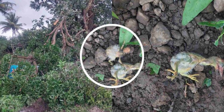 बेकायदेशीर वृक्षतोड केल्याने पक्ष्यांचा मृत्यू, प्रशासनाविरोधात पर्यावरणप्रेमींचा संताप तर कारवाईची मागणी