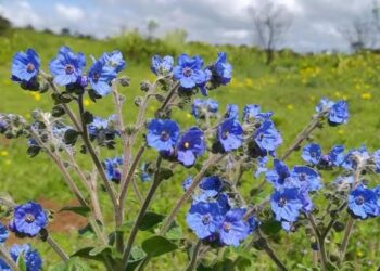 भोर तालुक्यातील रायरेश्वरचे पठार बहरले रंगीबेरंगी फुलांनी ; निसर्गाचे नटलेले रुप पाहण्यासाठी पर्यटकांची गर्दी
