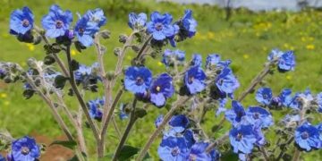 भोर तालुक्यातील रायरेश्वरचे पठार बहरले रंगीबेरंगी फुलांनी ; निसर्गाचे नटलेले रुप पाहण्यासाठी पर्यटकांची गर्दी