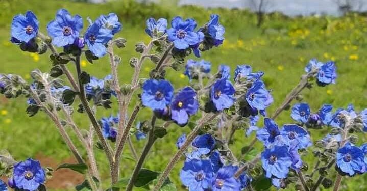 भोर तालुक्यातील रायरेश्वरचे पठार बहरले रंगीबेरंगी फुलांनी ; निसर्गाचे नटलेले रुप पाहण्यासाठी पर्यटकांची गर्दी