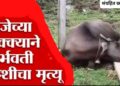 Bhor Breaking -भोर तालुक्यात विजेच्या धक्क्याने म्हशीचा मृत्यू