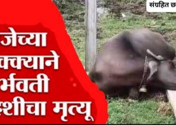 Bhor Breaking -भोर तालुक्यात विजेच्या धक्क्याने म्हशीचा मृत्यू