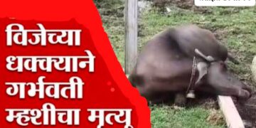Bhor Breaking -भोर तालुक्यात विजेच्या धक्क्याने म्हशीचा मृत्यू
