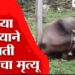 Bhor Breaking -भोर तालुक्यात विजेच्या धक्क्याने म्हशीचा मृत्यू