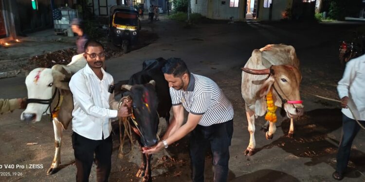 Bhor -बारे खुर्द येथे दिवाळी वसुबारस निमीत्त गोमाता पूजन