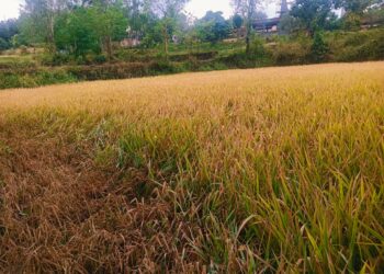 Bhor -जा रे ,जा रे पावसा तुला देतो पैसा शेतक-याची वरुणराजाला आर्त हाक ; अवकाळी पावसाने भात पिकाचे मोठे नुकसान