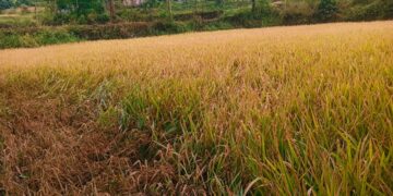 Bhor -जा रे ,जा रे पावसा तुला देतो पैसा शेतक-याची वरुणराजाला आर्त हाक ; अवकाळी पावसाने भात पिकाचे मोठे नुकसान