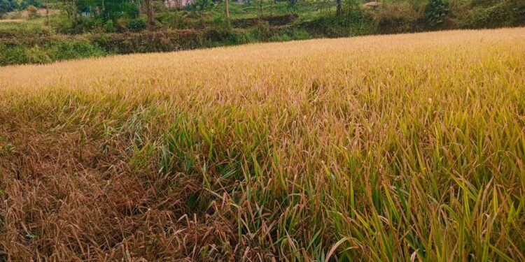 Bhor -जा रे ,जा रे पावसा तुला देतो पैसा शेतक-याची वरुणराजाला आर्त हाक ; अवकाळी पावसाने भात पिकाचे मोठे नुकसान