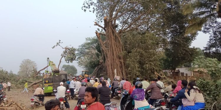 रस्ता रुंदीकरणाच्या कामाच्या वेळेस वृक्ष तोडत असताना झालेल्या अपघातात एक जण गंभीर जखमी 