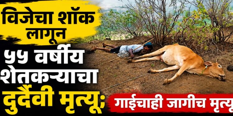 विजेचा शॉक लागून ५५ वर्षीय शेतकऱ्याचा दुर्दैवी मृत्यू; गाईचाही जागीच मृत्यू