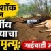 विजेचा शॉक लागून ५५ वर्षीय शेतकऱ्याचा दुर्दैवी मृत्यू; गाईचाही जागीच मृत्यू